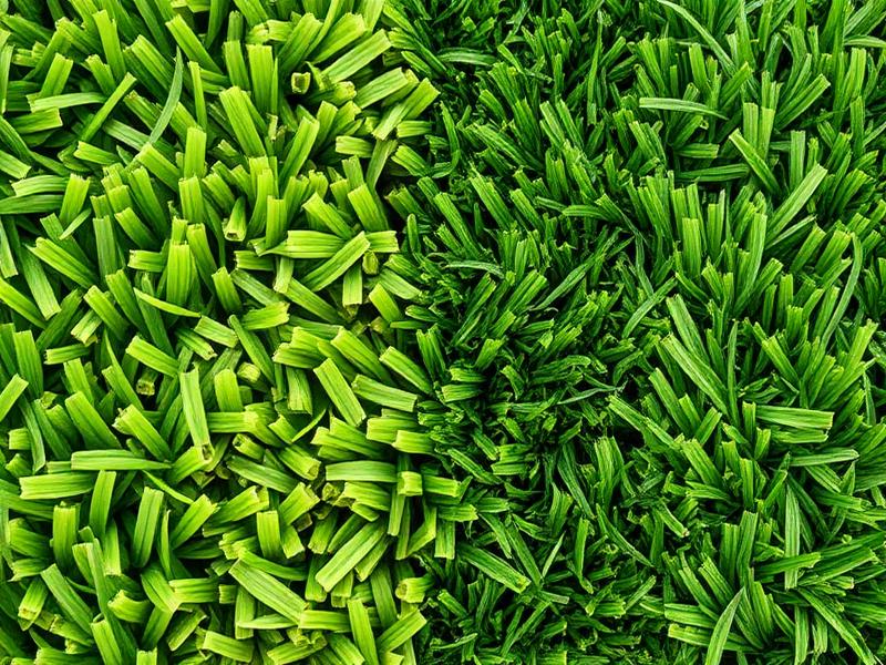 Grass